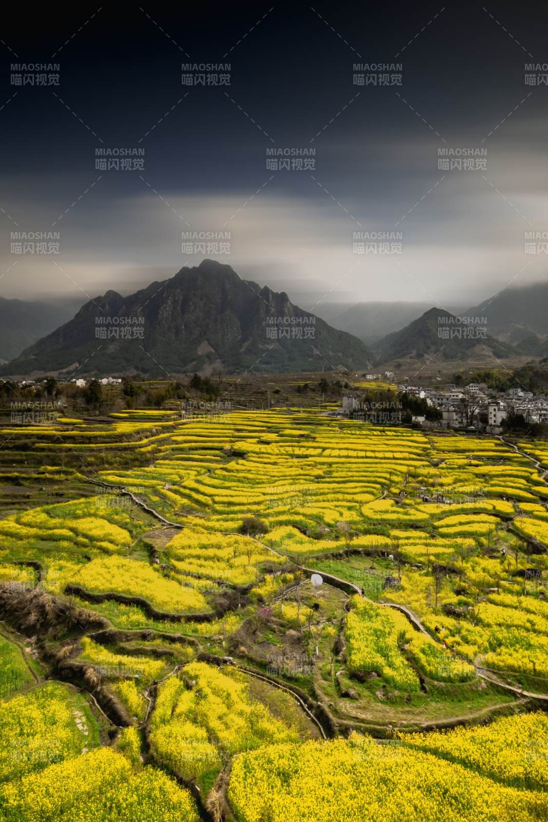 油菜花海映山峦图片