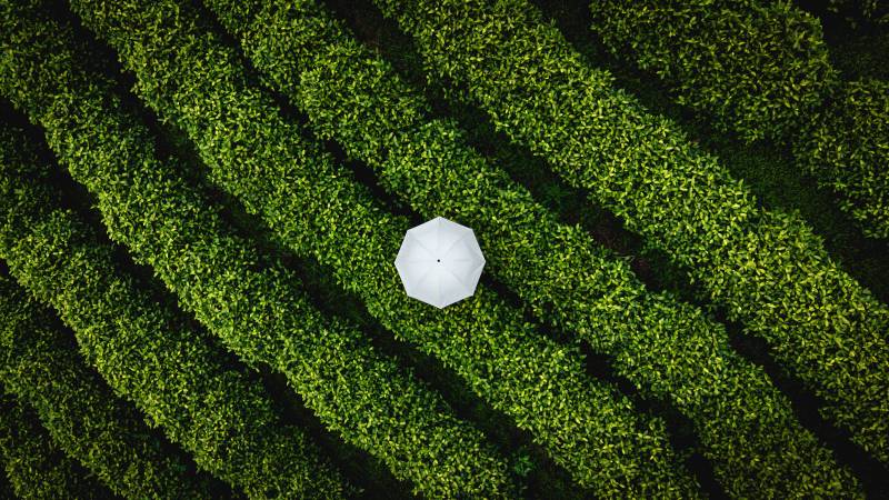 绿野中的白伞图片