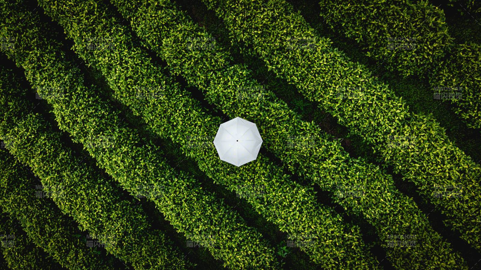 绿野中的白伞图片