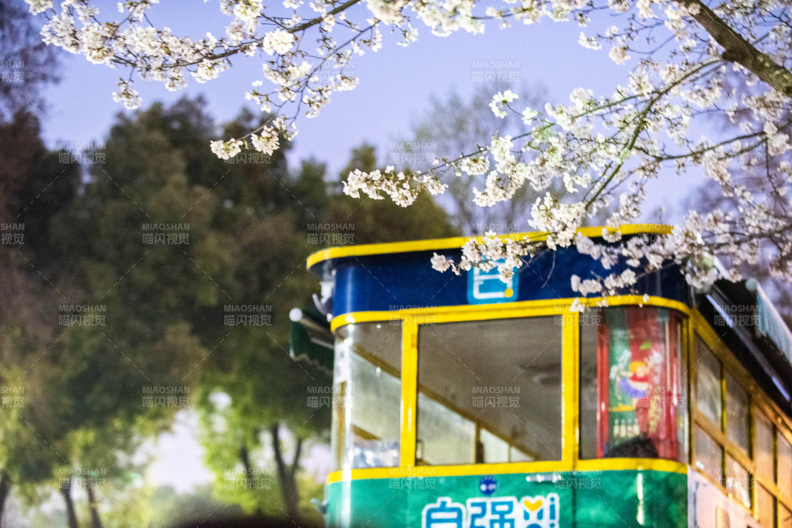 樱花下的电车图片