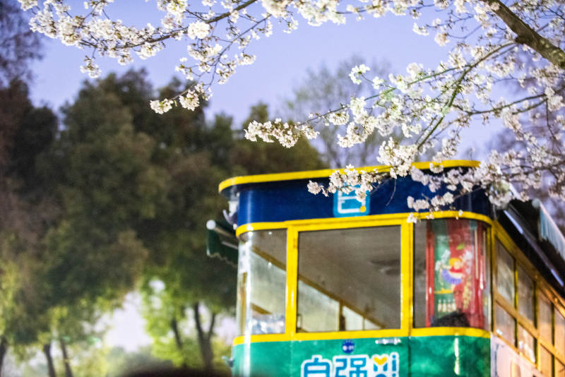 樱花下的电车图片