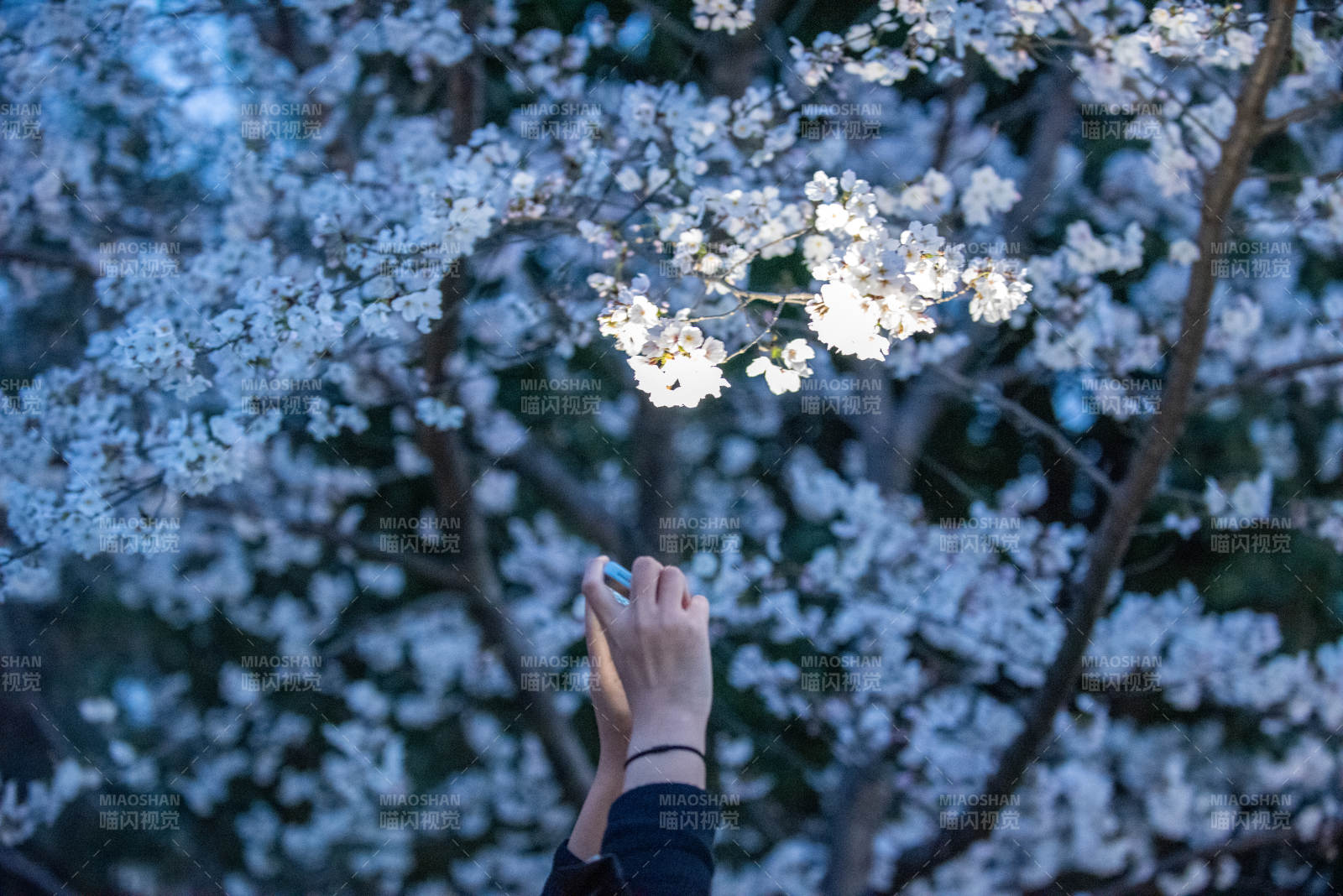 樱花树下伸手触花图片
