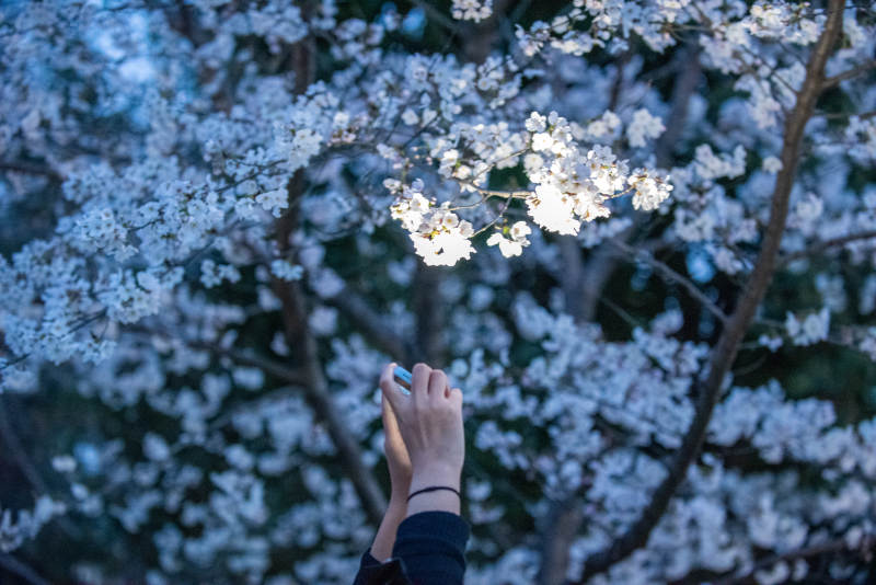樱花树下伸手触花图片