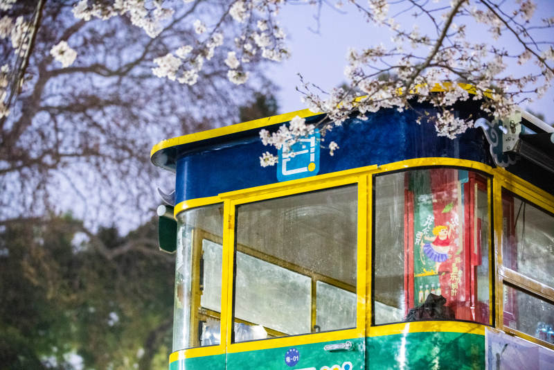 樱花下的电车图片