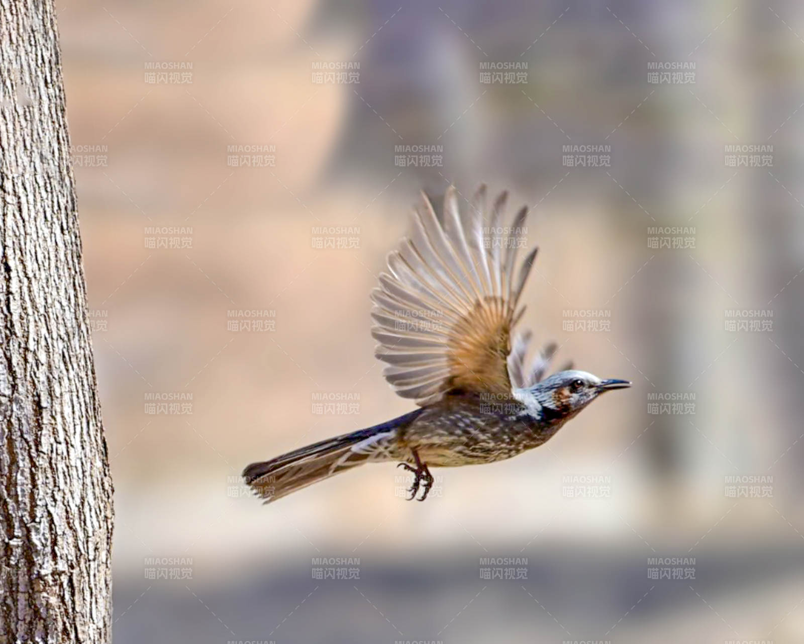 飞鸟掠树影图片