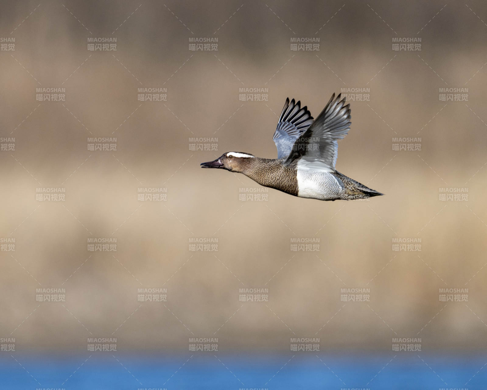 飞翔的鸭子图片