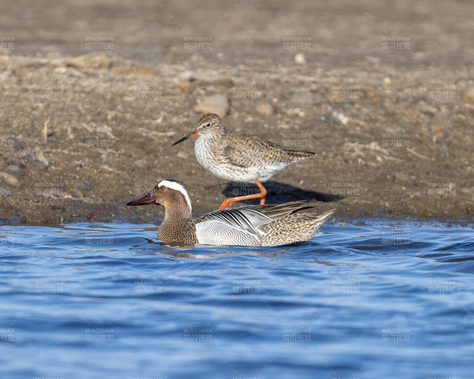 鸭与鹬共处水边图片