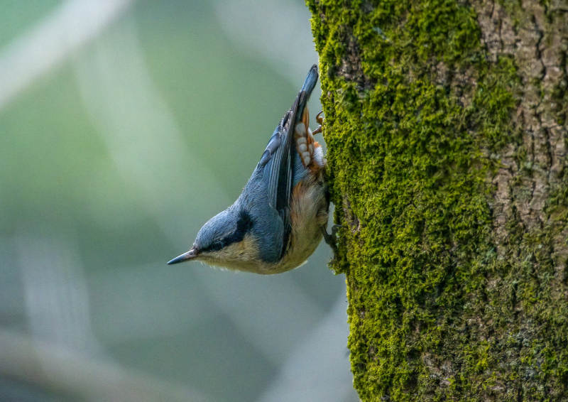蓝䴓攀树觅食图片