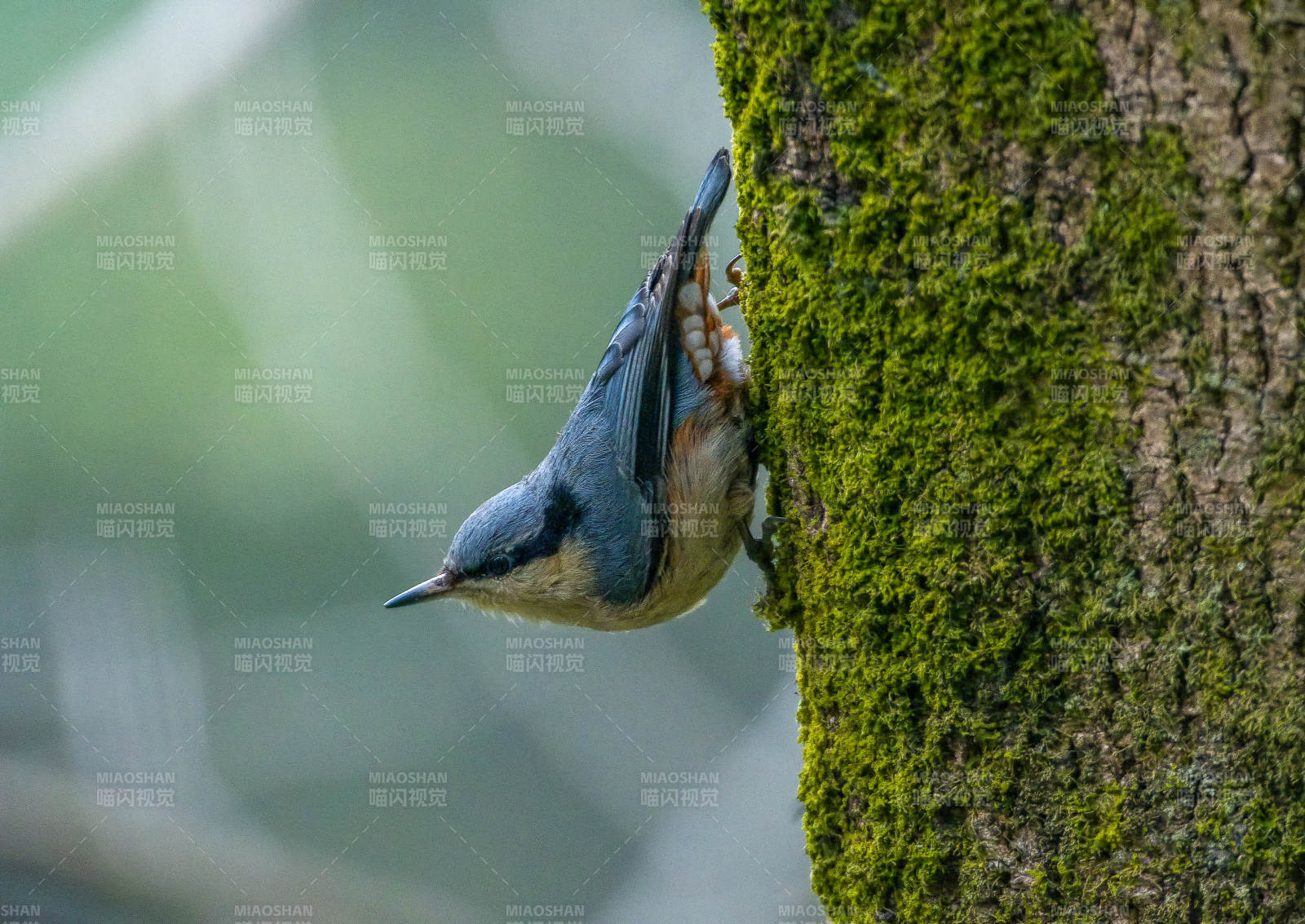 蓝䴓攀树觅食图片