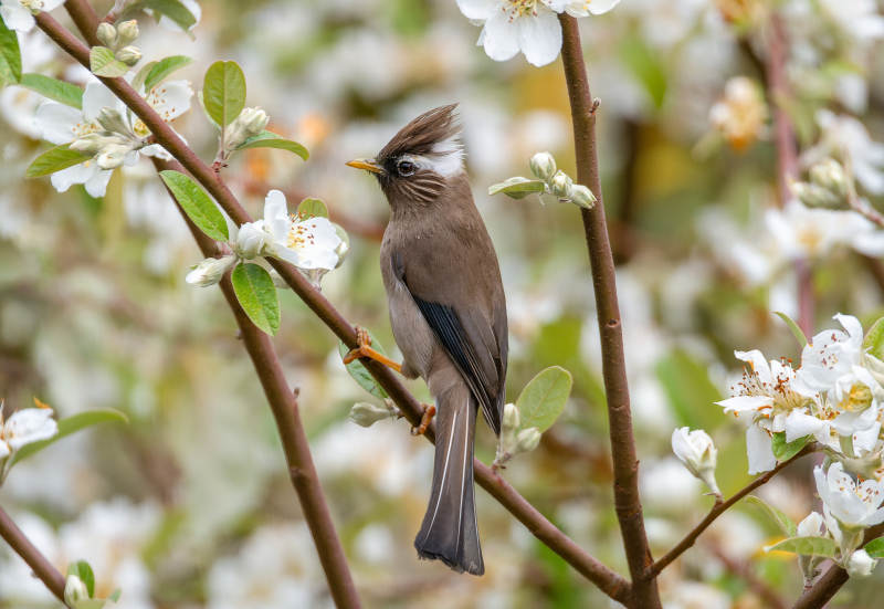 花枝上的小鸟图片