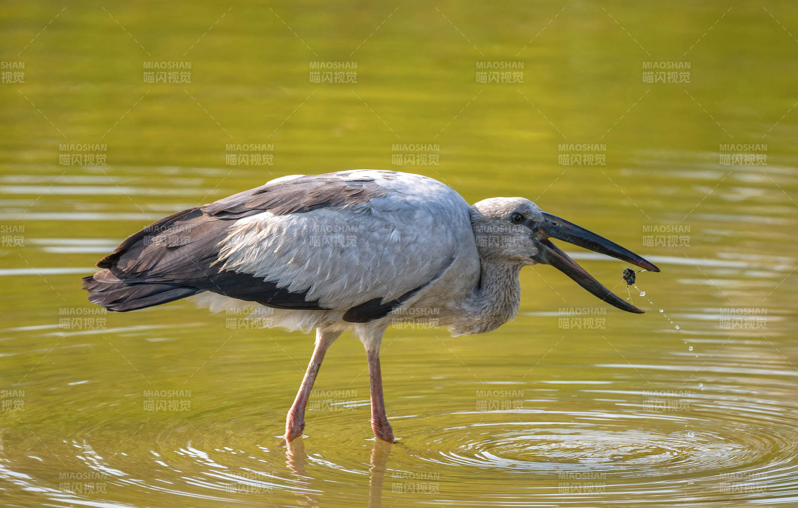 钳嘴鹳捕食瞬间图片