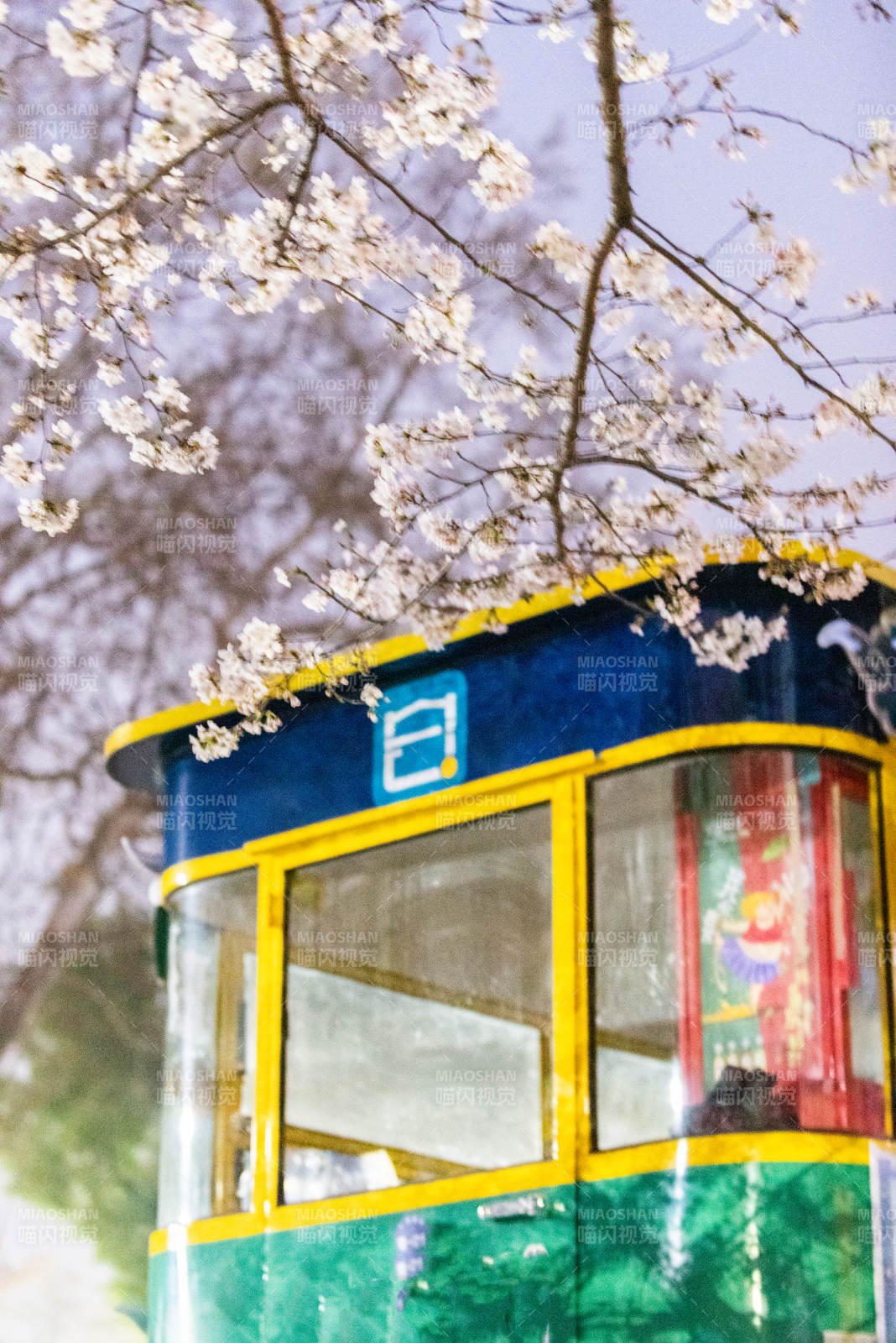 樱花下的电车图片