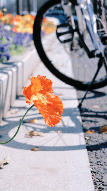 橙花与单车影图片