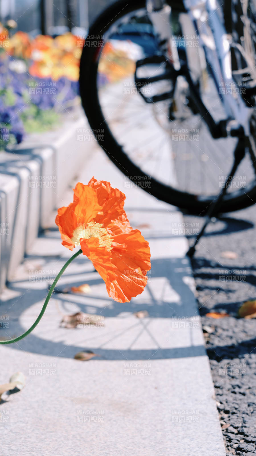 橙花与单车影图片