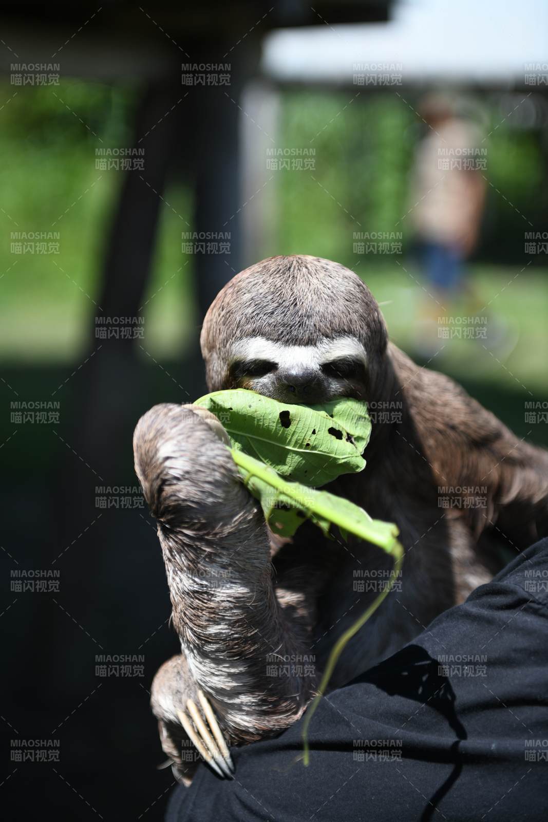 树懒啃叶 萌态十足图片