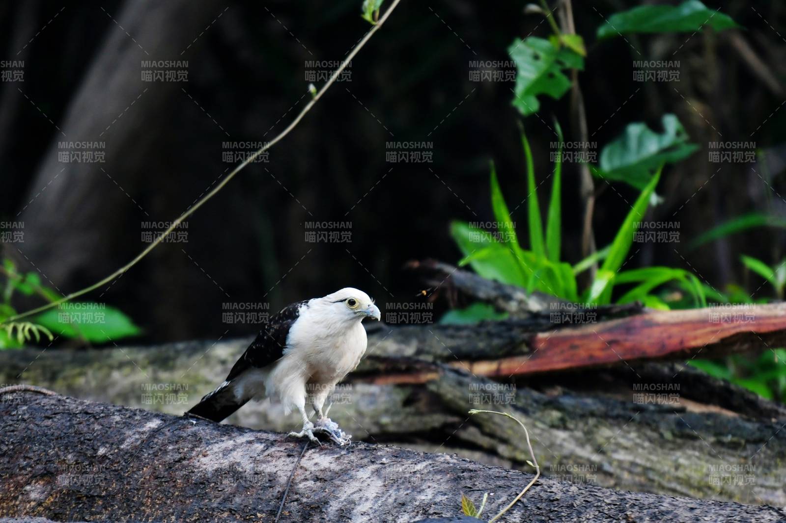 白头鸟栖息岩石上图片