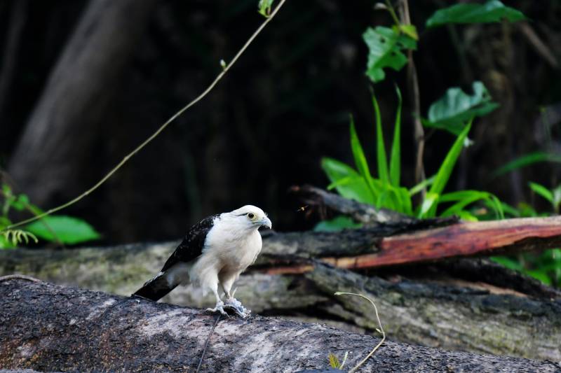 白头鸟栖息岩石上图片