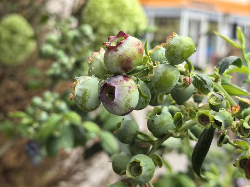 蓝莓果实初熟图片