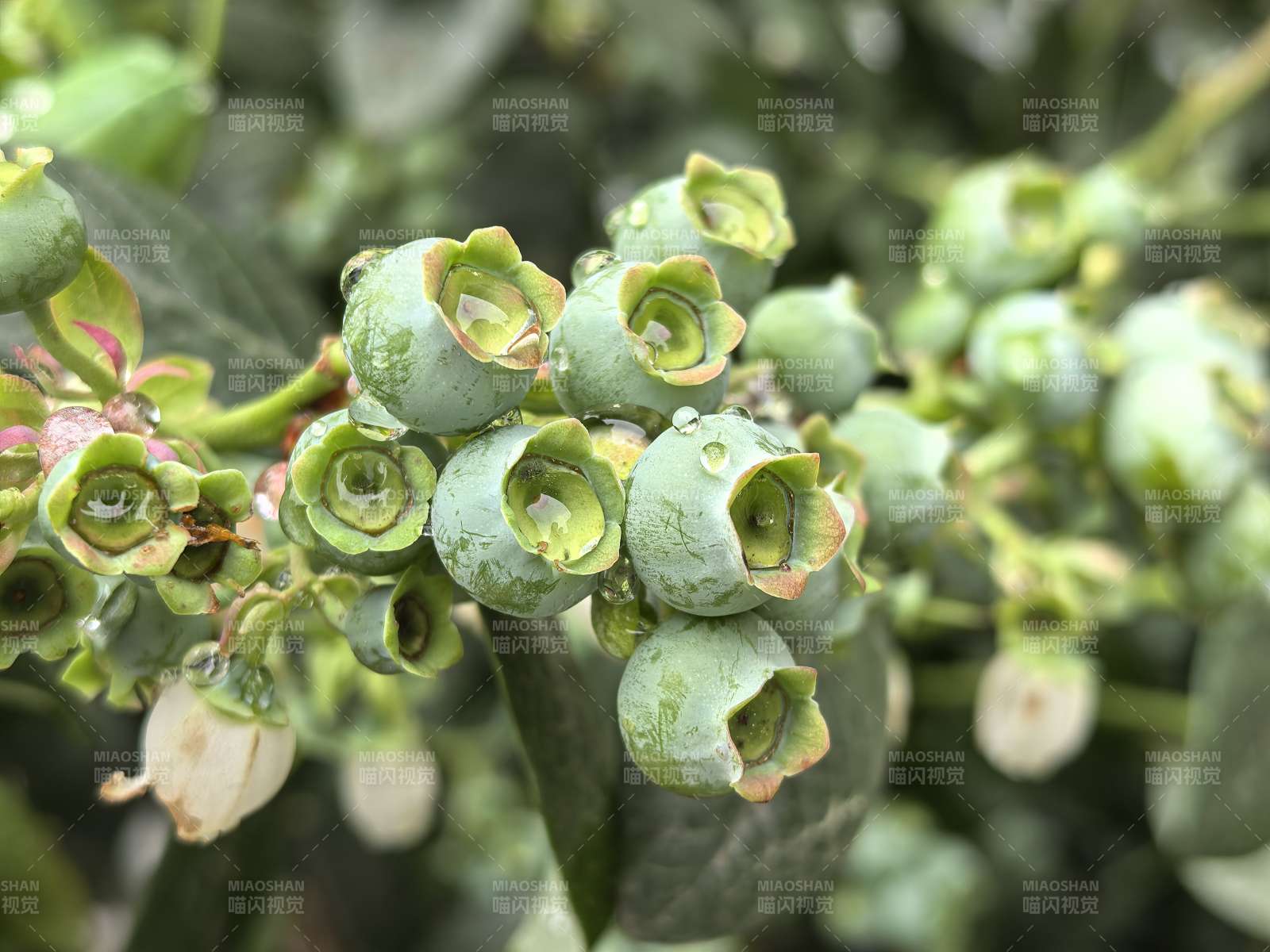 青涩蓝莓初生图片