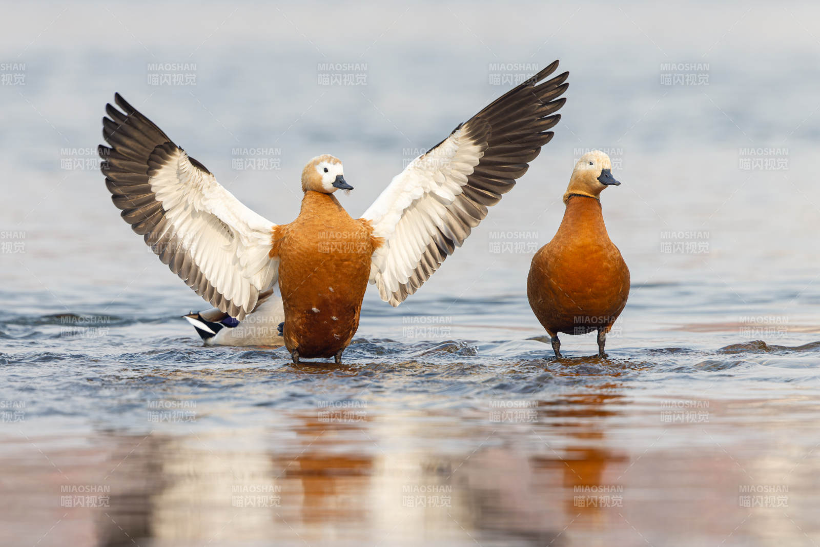 赤麻鸭展翅水边图片