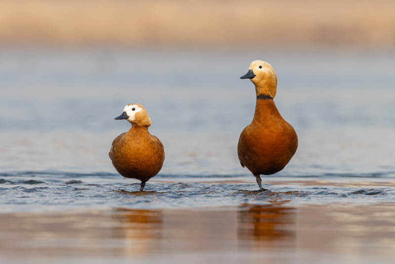两只鸭子水中立图片