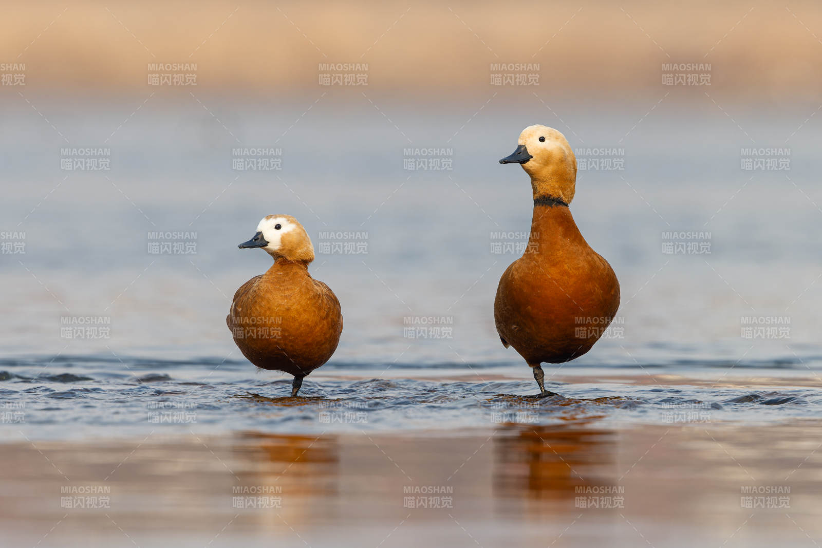 两只鸭子水中立图片