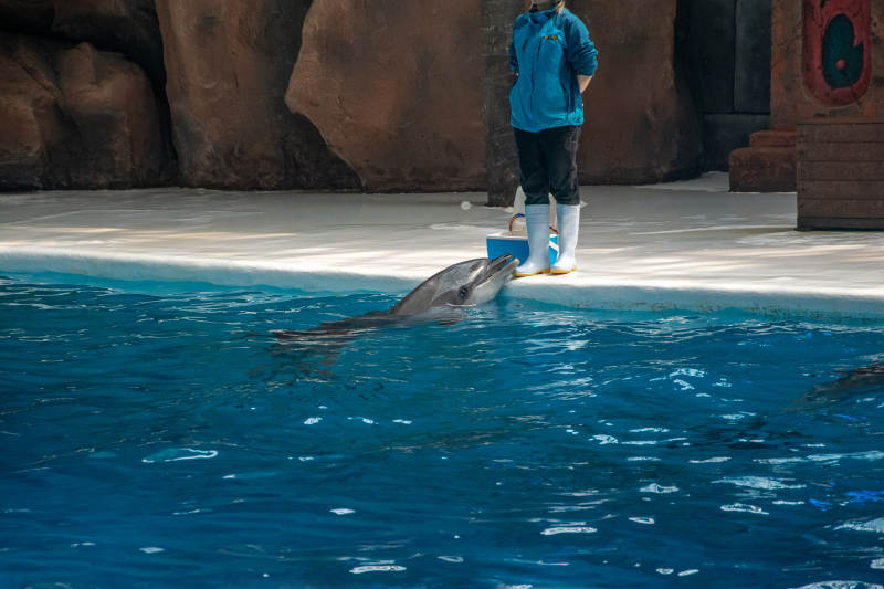 海豚表演精彩瞬间图片