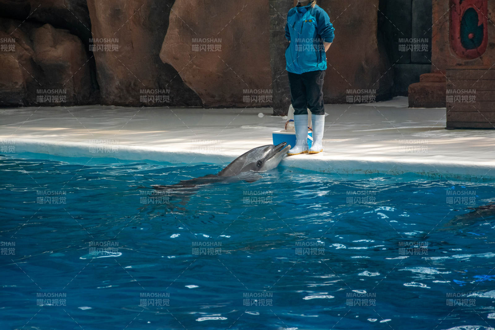 海豚表演精彩瞬间图片