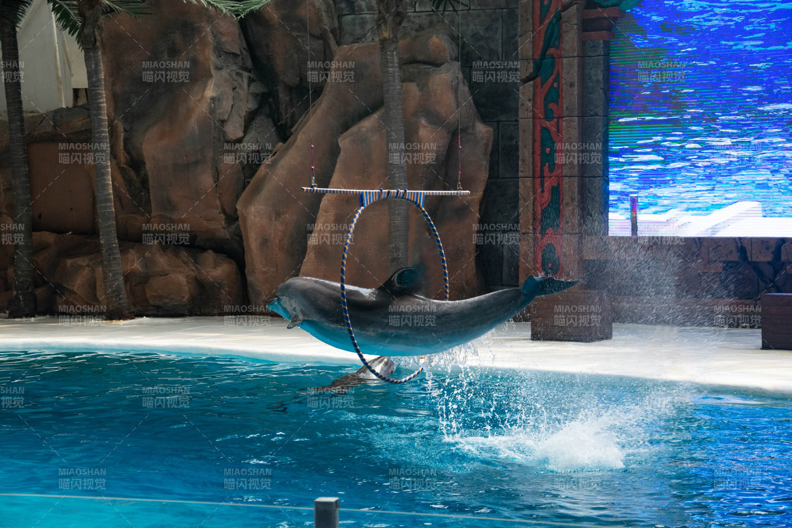 海豚跃环表演图片
