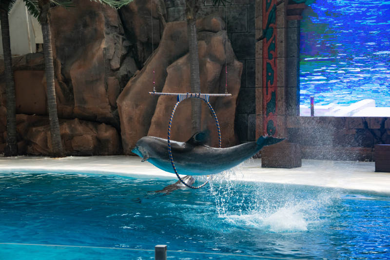 海豚跃环表演图片