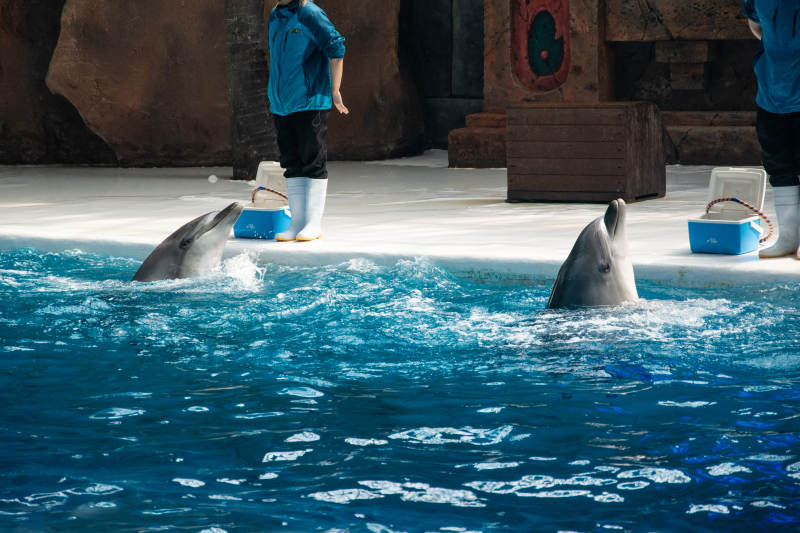 海豚表演精彩瞬间图片