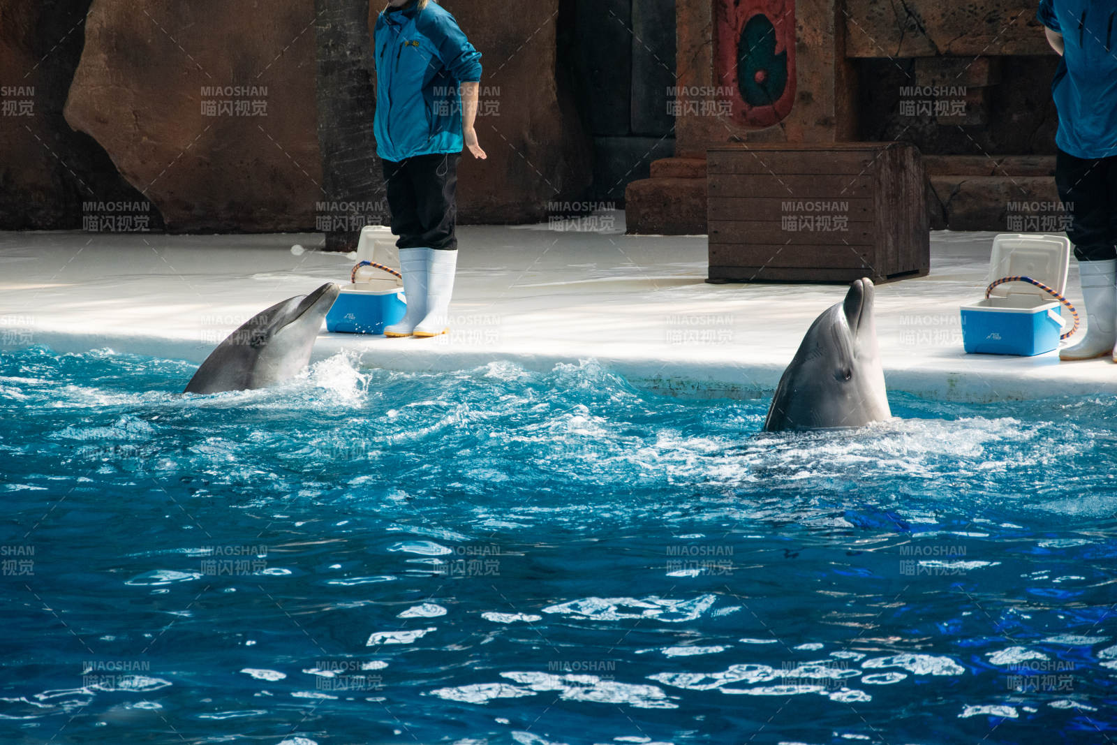 海豚表演精彩瞬间图片