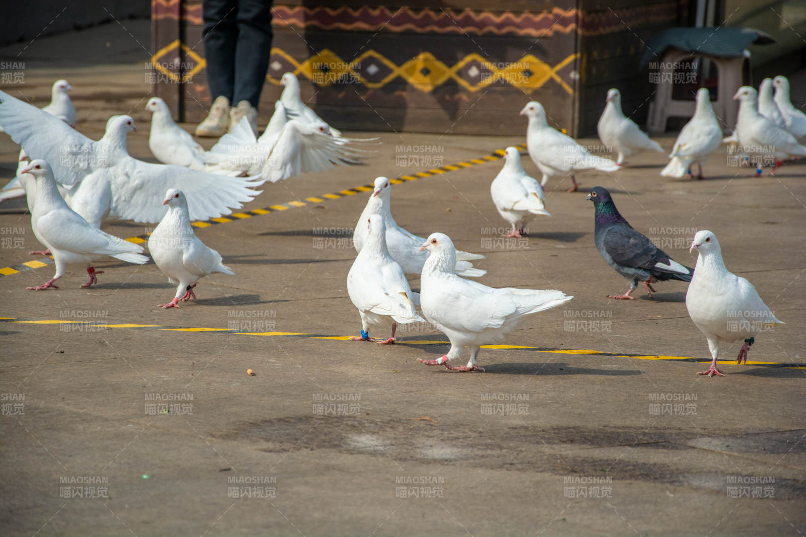 白鸽群中一只黑鸽图片