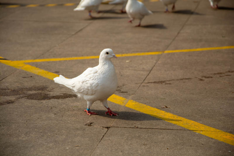 白鸽踱步于黄线间图片