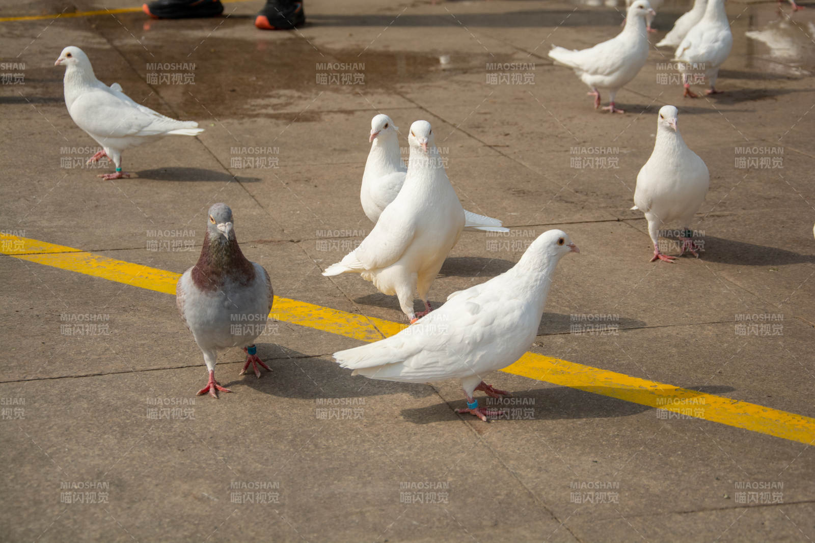 白鸽群聚地面图片