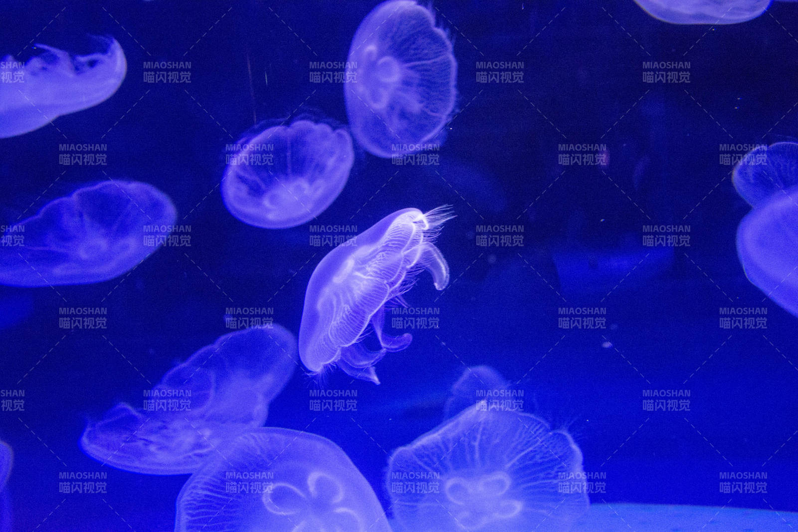 梦幻水母游弋图片