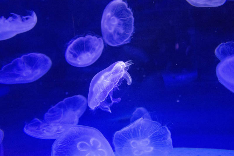 梦幻水母游弋图片