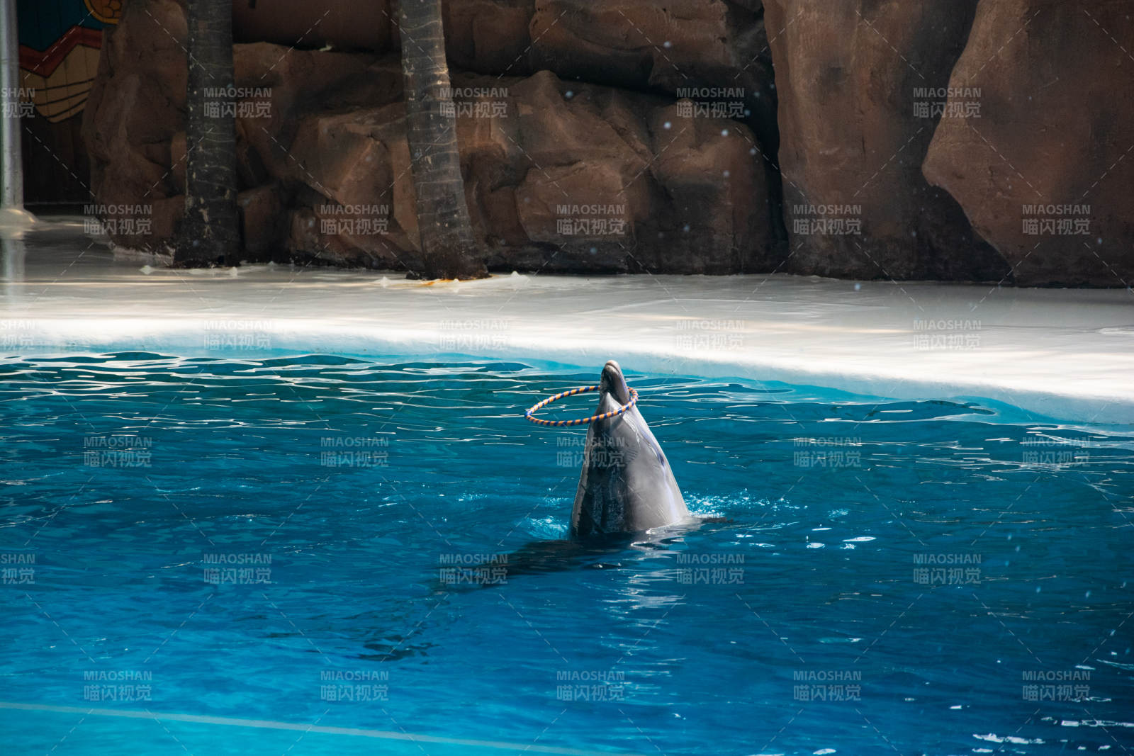海豚戏圈图片
