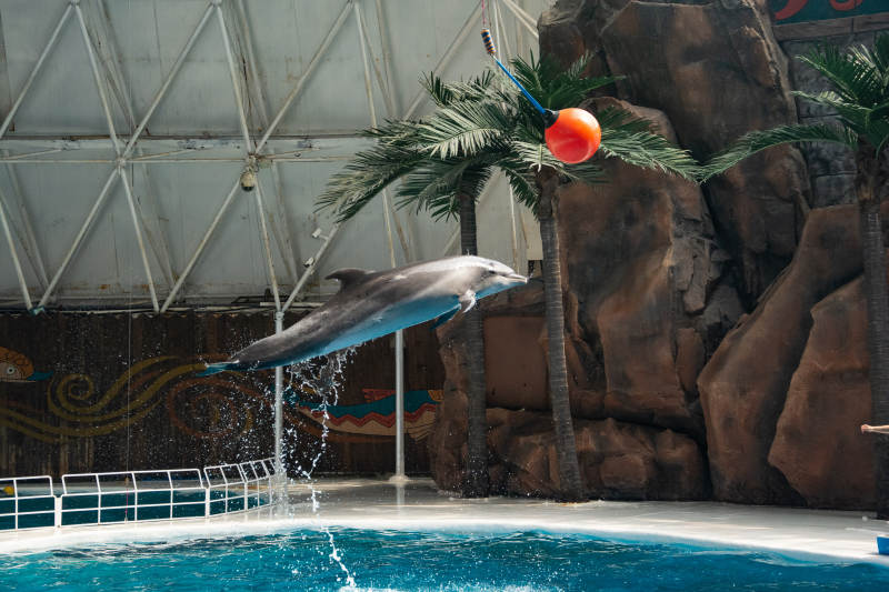 海豚跃水接球图片