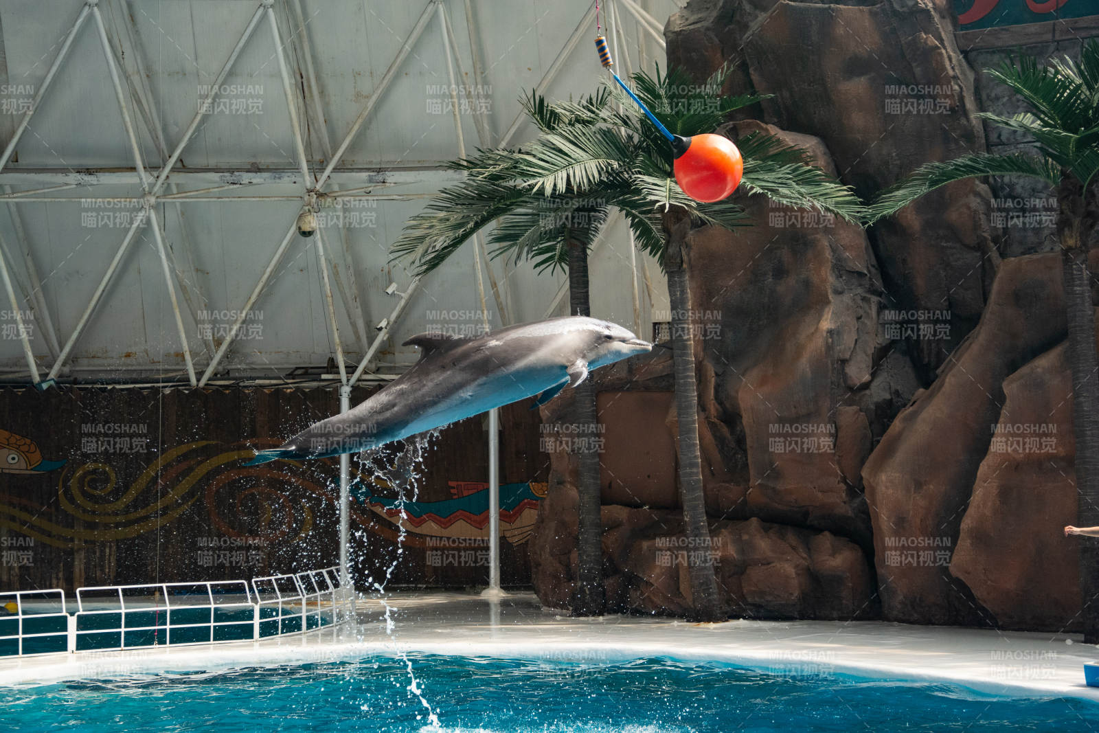 海豚跃水接球图片