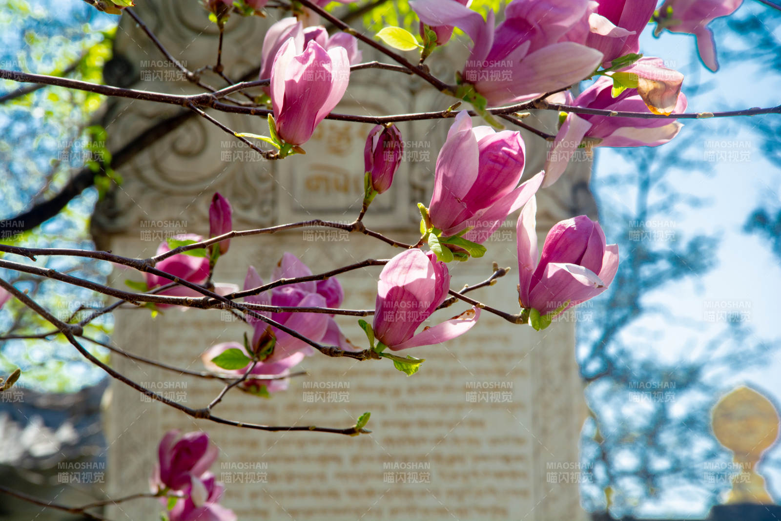 玉兰花绽放枝头图片