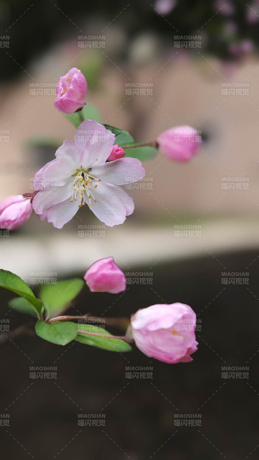 海棠花绽放 春意盎然图片