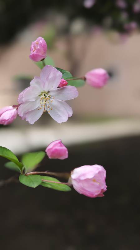海棠花绽放 春意盎然图片