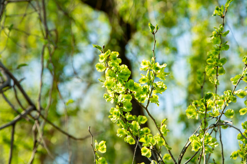 嫩绿新芽迎春光图片