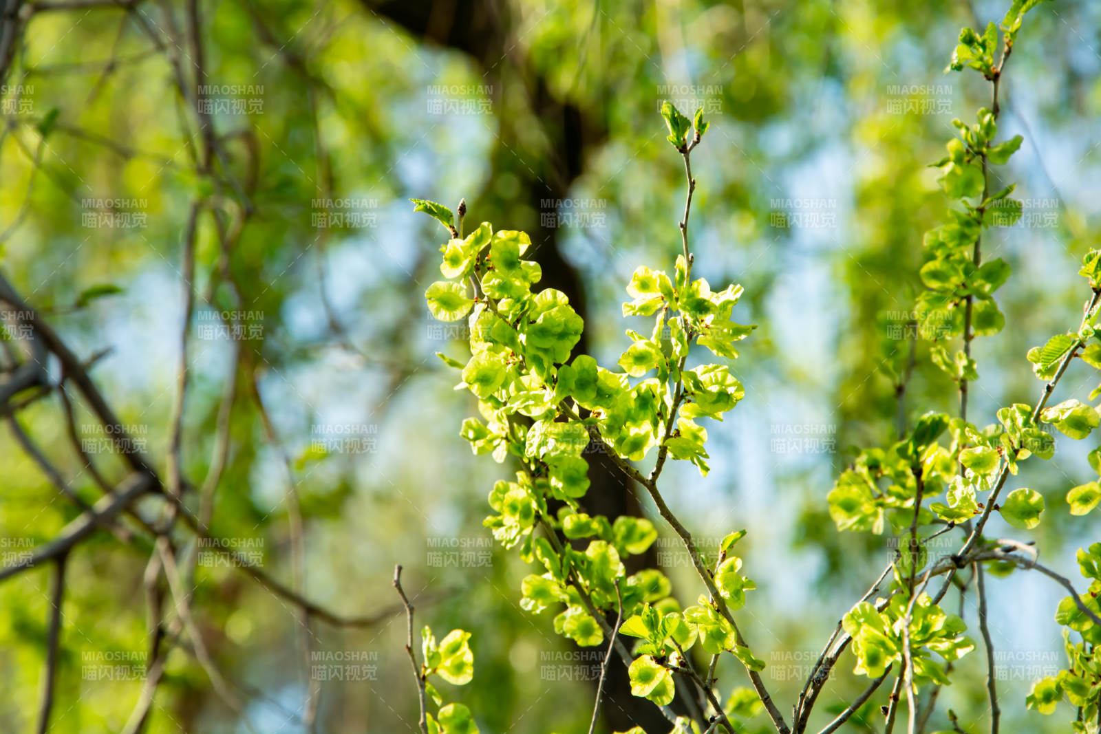 嫩绿新芽迎春光图片