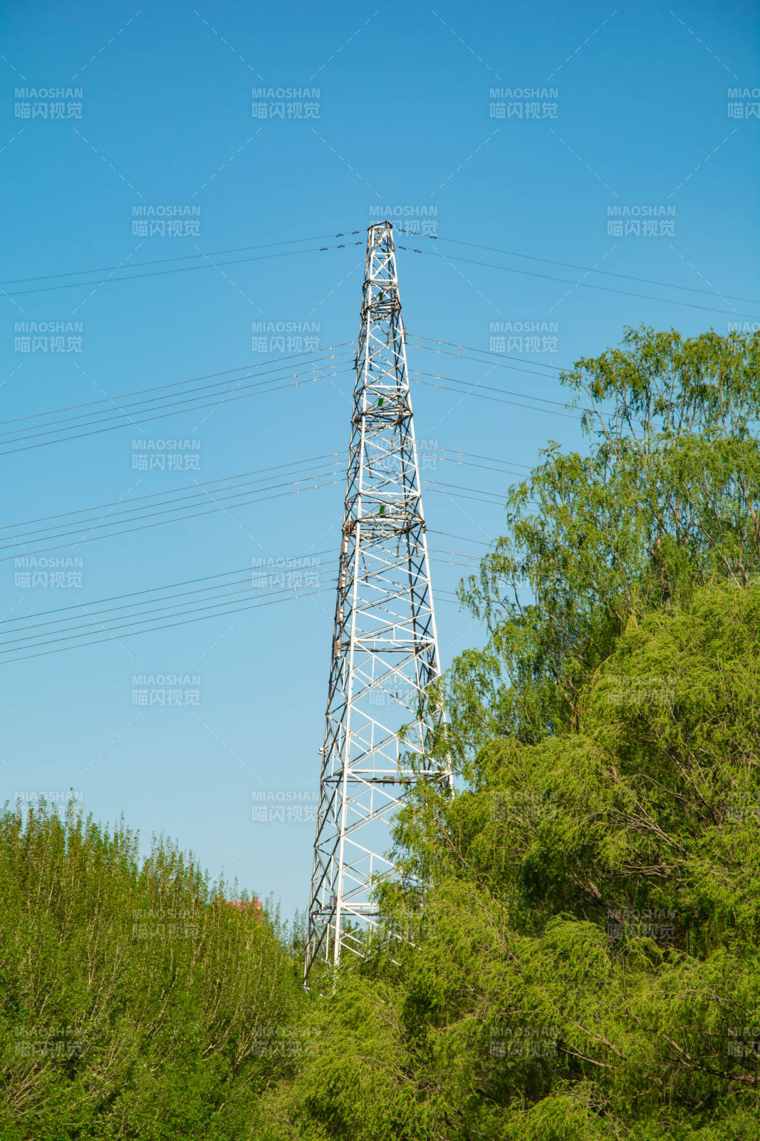 高压电塔耸立林间图片