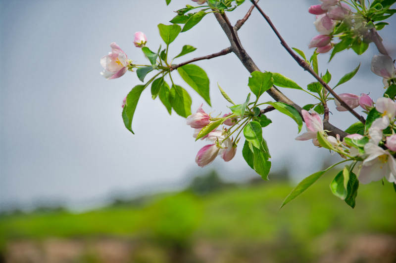 春日花枝绽放图片