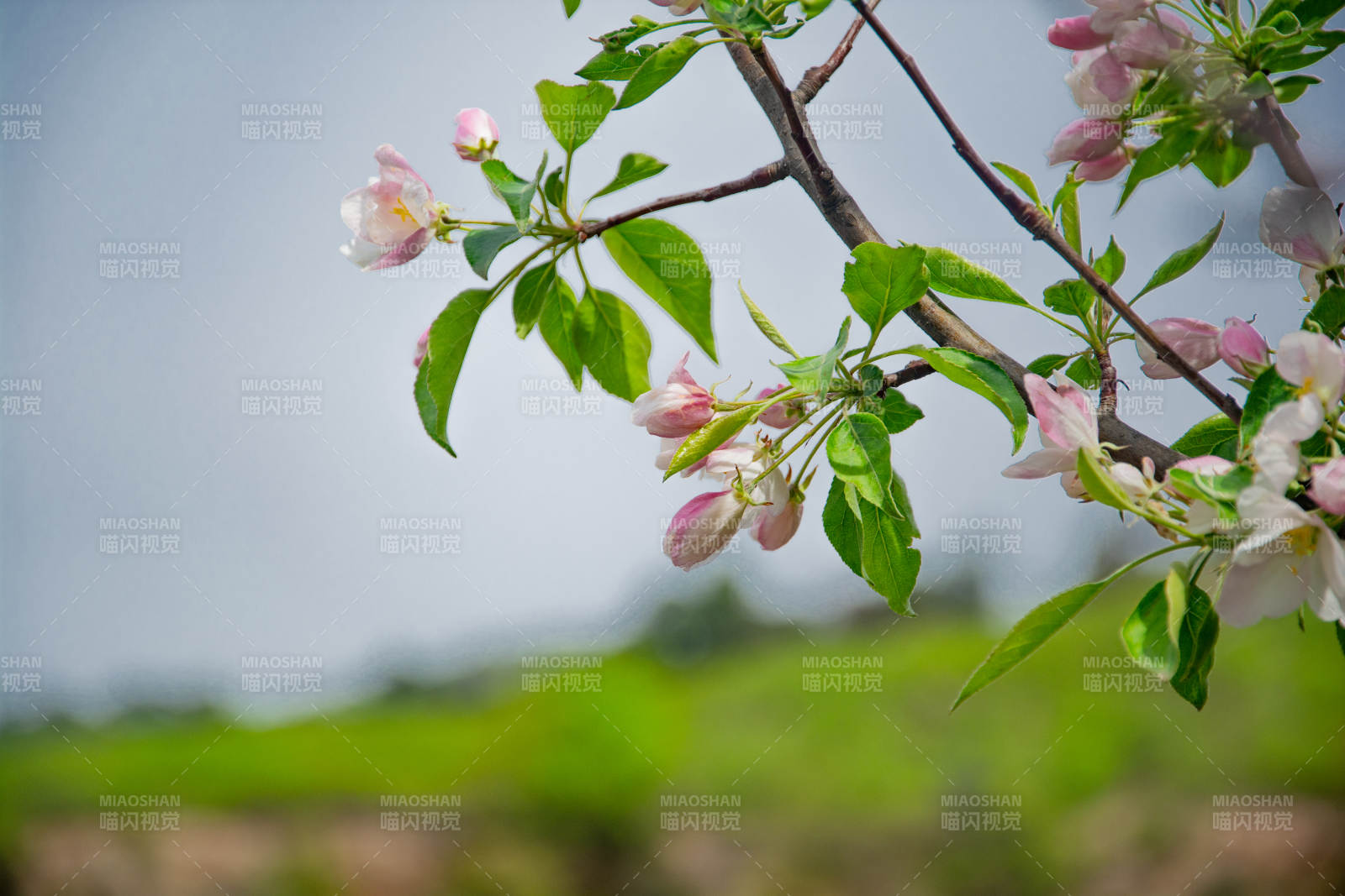 春日花枝绽放图片
