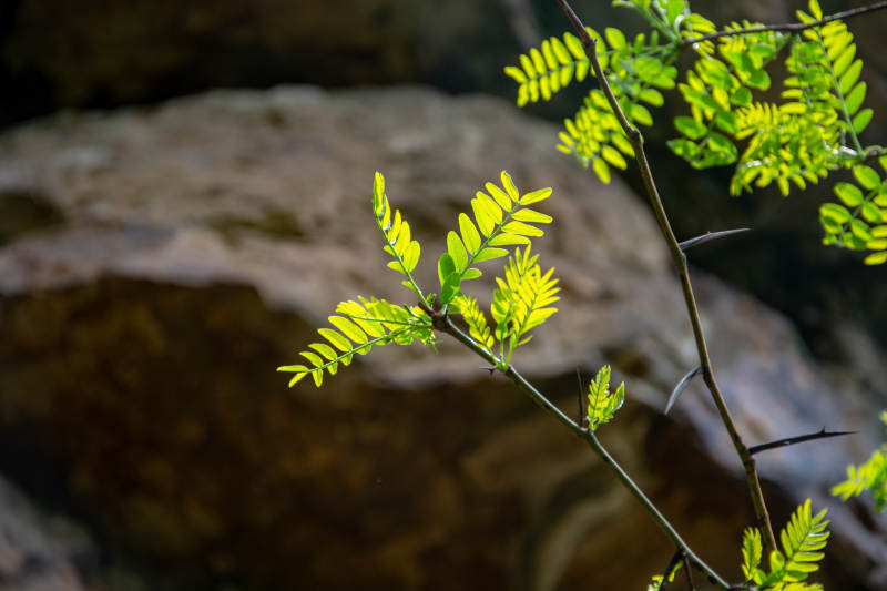 嫩叶初生 春意盎然图片