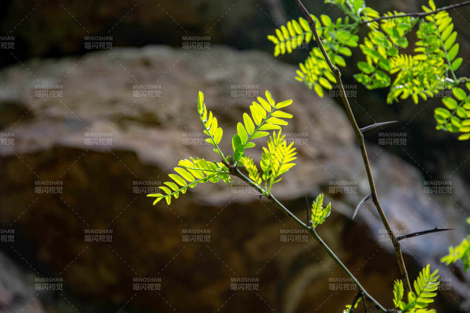 嫩叶初生 春意盎然图片